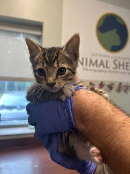 Domestic Short Hair Cats Available for Adoption in Gautier, Mississippi - Pistachio | PetCurious