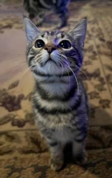 Domestic Short Hair Cats Available for Adoption - Funny Sonny 2149 | PetCurious