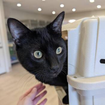 Versace -  Domestic Short Hair Cat for Adoption in Spokane, Washington - Versace | PetCurious