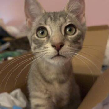 Sasha -  Domestic Short Hair Cat for Adoption in Tampa, Florida - Sasha | PetCurious