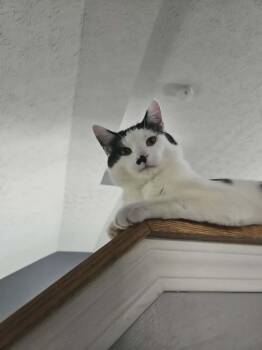 Arthur -  Tuxedo Cat Available for Adoption in Columbus, Ohio - Arthur | PetCurious
