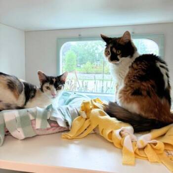 Polly Pocket (Bonded) -  Domestic Short Hair Cat for Adoption in Wheaton, Illinois - Polly Pocket (Bonded) | PetCurious
