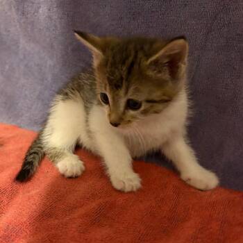 Shania Twain -  Domestic Short Hair Cat for Adoption in Crookston, Minnesota - Shania Twain | PetCurious