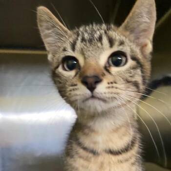 Shark -  Domestic Short Hair Cat for Adoption in Dayton, Ohio - Shark | PetCurious