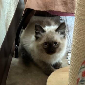 Daiquiri -  Domestic Long Hair and Siamese Cat for Adoption in Flagstaff, Arizona - Daiquiri | PetCurious