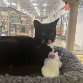 Farfalla -  Domestic Short Hair Cat for Adoption in Norwalk, Connecticut - Farfalla | PetCurious