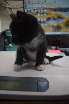 Bitty (Cattalaya K2) -  Domestic Short Hair Cat for Adoption in Pahrump, Nevada - Bitty (Cattalaya K2) | PetCurious