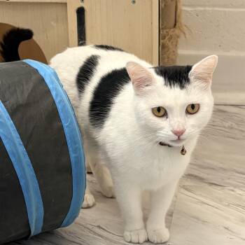 Cruella -  Domestic Short Hair Cat for Adoption in Quincy, California - Cruella | PetCurious