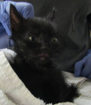 Rescue Domestic Medium Hair Cats for Adoption in Raleigh, North Carolina - Whetu | PetCurious