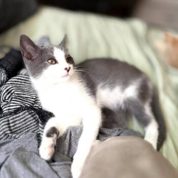Hamby -  Domestic Short Hair Cat for Adoption in Spokane, Washington - Hamby | PetCurious