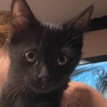 Binx -  Domestic Short Hair Cat for Adoption in Newport, North Carolina - Binx | PetCurious