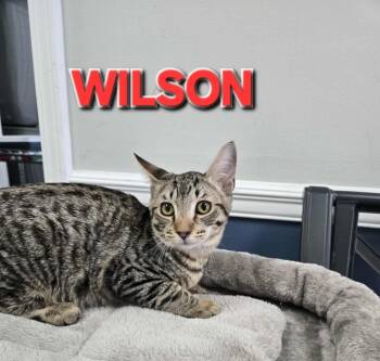 Rescue Domestic Short Hair Cats for Adoption in Rome, Georgia - Wilson | PetCurious