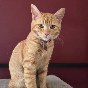 Domestic Short Hair Cats Available for Adoption - Frenchie | PetCurious