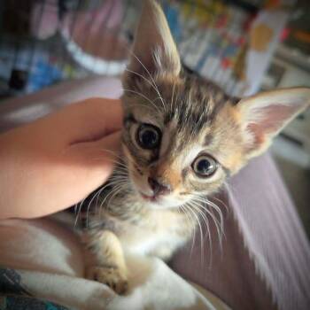 Fritter -  Tabby Cat for Adoption in Calimesa, California - Fritter | PetCurious