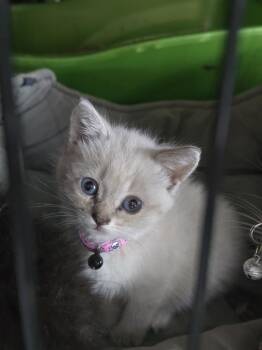 Siamese Cats Available for Adoption in Pacifica, California - Fergie | PetCurious