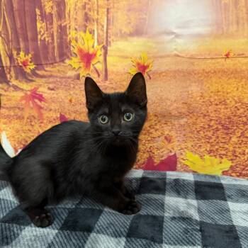 Bram Stoker -  Domestic Short Hair Cat for Adoption in Newberg, Oregon - Bram Stoker | PetCurious