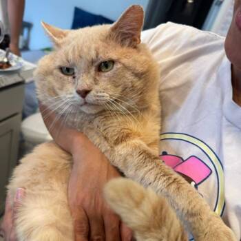 Domestic Short Hair Cats Available for Adoption in Miami, Florida - Oro (Sweetest Ever, Big Purrs!)  | PetCurious