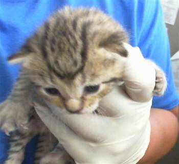 Rescue Domestic Short Hair Cats for Adoption in Dallas, Texas - PENELOPE | PetCurious