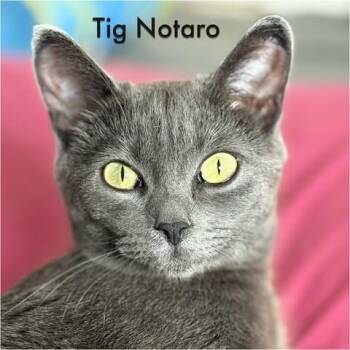 Domestic Short Hair Cats Available for Adoption in Calgary, Alberta - Tig Notaro | PetCurious