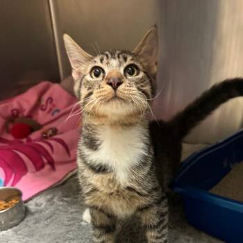 Sourcream -  Domestic Short Hair Cat for Adoption in York, Pennsylvania - Sourcream | PetCurious