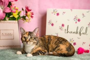 Rosalie -  Domestic Short Hair Cat for Adoption in Roanoke, Texas - Rosalie | PetCurious