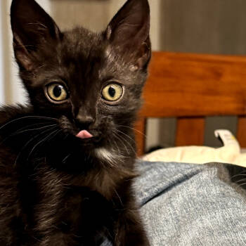 Rescue Domestic Short Hair Cats for Adoption in Los Angeles, California - Peacock | PetCurious