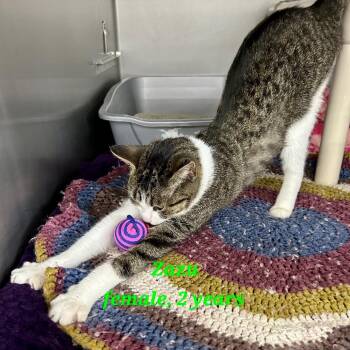 Zazu -  Domestic Short Hair Cat for Adoption in Buffalo, New York - Zazu | PetCurious