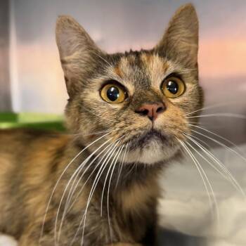 Marmalade -  Domestic Medium Hair Cat for Adoption in Columbus, Ohio - Marmalade | PetCurious