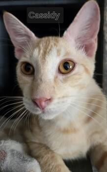 Rescue Domestic Short Hair Cats for Adoption in Auburndale, Florida - Cassidy | PetCurious