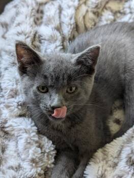 Rescue Dilute Calico Cats for Adoption in Cincinnati, Ohio - Pedro - Male P Kitten | PetCurious