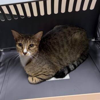 Jodi -  Domestic Short Hair Cat for Adoption in Dickinson, Texas - Jodi | PetCurious
