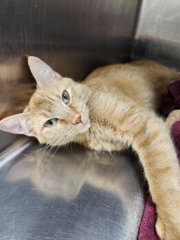 LILLY -  Domestic Short Hair Cat Available for Adoption in St. Peters, Missouri - LILLY | PetCurious
