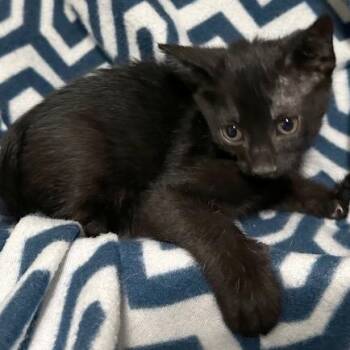 Domestic Short Hair Cats Available for Adoption in Boerne, Texas - Dealer | PetCurious