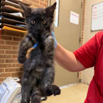 Edison -  Domestic Short Hair Cat for Adoption in Birmingham, Alabama - Edison | PetCurious