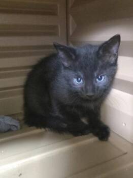 Pringle -  Domestic Short Hair Cat Available for Adoption in Savannah, Georgia - Pringle | PetCurious