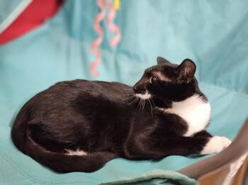 Rescue Tuxedo Cats for Adoption in Richmond, Virginia - Moo | PetCurious