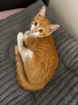 Sunni Jr -  Tabby and Domestic Short Hair Cat for Adoption in Pineville, Louisiana - Sunni Jr | PetCurious