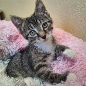 Bingo -  Domestic Short Hair Cat for Adoption in Attica, New York - Bingo | PetCurious