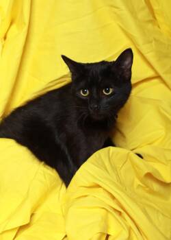 Rescue Domestic Short Hair Cats for Adoption in Rock Falls, Illinois - Gaston | PetCurious