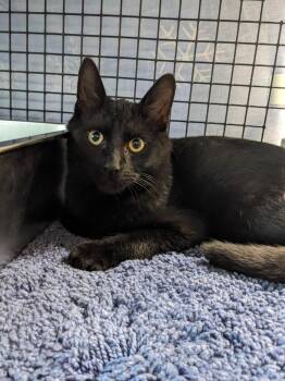 Rescue Domestic Short Hair Cats for Adoption in Altoona, Pennsylvania - Frankis-Wankis | PetCurious