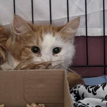 Domestic Medium Hair Cats Available for Adoption in Branson, Missouri - Reba Cat Entire | PetCurious