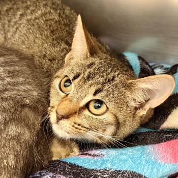 Cookie -  Domestic Short Hair Cat for Adoption in Stafford Township, New Jersey - Cookie | PetCurious
