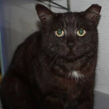 Centipede -  Domestic Short Hair Cat for Adoption in Richmond, Virginia - Centipede | PetCurious