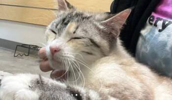 Rescue Domestic Short Hair Cats for Adoption in Houston, Texas - Princess Bean | PetCurious