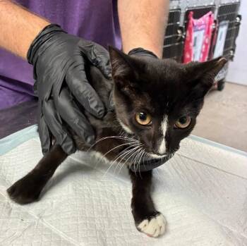 Dabo -  Domestic Short Hair Cat for Adoption in Cincinnati, Ohio - Dabo | PetCurious