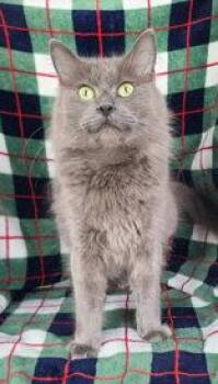 7091 (Grace) -  Domestic Medium Hair Cat for Adoption in Lake City, Michigan - 7091 (Grace) | PetCurious