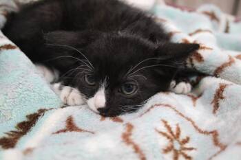 Domestic Long Hair Cats Available for Adoption in Vacaville, California - Dax | PetCurious