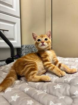 Ragu -  Domestic Short Hair Cat for Adoption in Liverpool, New York - Ragu | PetCurious