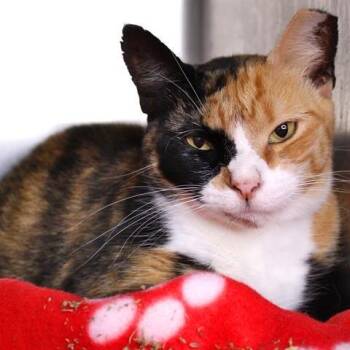 Domestic Short Hair Cats Available for Adoption in Hopkinton, Massachusetts - Haley | PetCurious