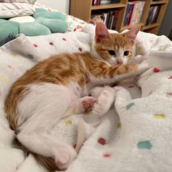 Aiole -  Domestic Short Hair Cat for Adoption in Lakewood, California - Aiole | PetCurious
